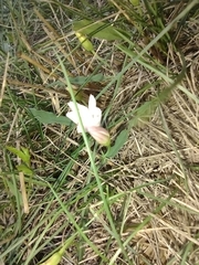 Convolvulus arvensis