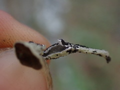 Hypogymnia imshaugii