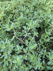 Portulaca