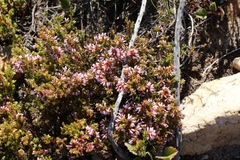Erica rosacea