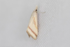 Microtheoris vibicalis