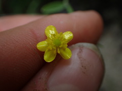 Ranunculus flammula