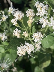 Ageratina herbacea