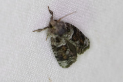 Acrolophus piger