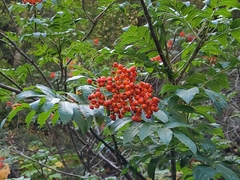 Sorbus scopulina