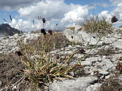 Carex parviflora