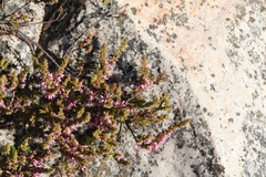 Erica rosacea