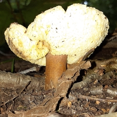 Gyroporus