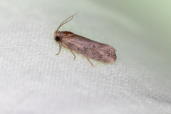 Acrolophus piger
