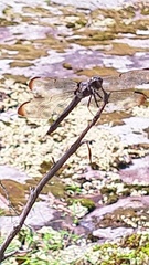 Libellula
