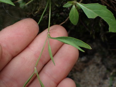 Ranunculus flammula