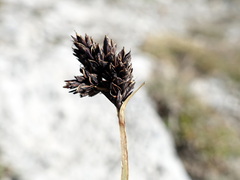Carex parviflora