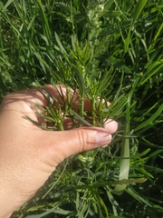 Falcaria vulgaris