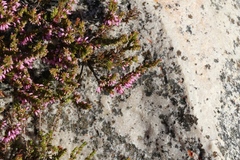 Erica rosacea