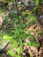 Liatris squarrulosa
