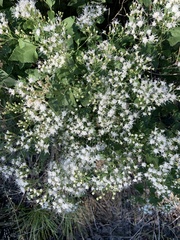 Ageratina herbacea