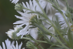 Symphyotrichum lanceolatum