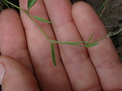 Ranunculus flammula