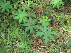 Napaea dioica