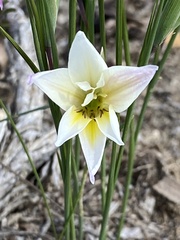 Gladiolus trichonemifolius