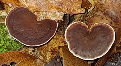 Hydnellum concrescens