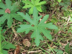 Napaea dioica