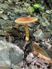 Amanita sinicoflava