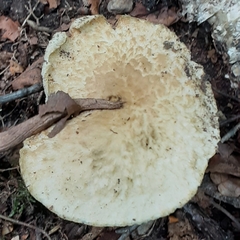 Gyroporus