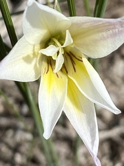 Gladiolus trichonemifolius