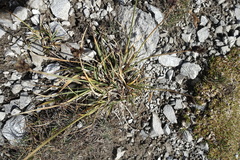 Carex parviflora