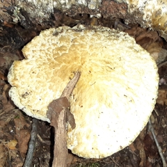 Gyroporus