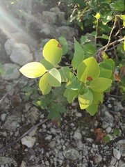 Lonicera albiflora