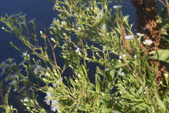 Symphyotrichum lanceolatum