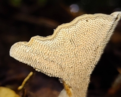 Hydnellum concrescens