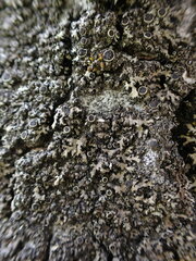 Phaeophyscia