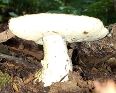 Gyroporus