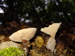 Hydnellum concrescens