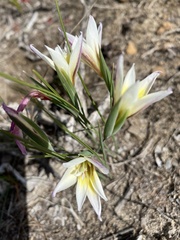 Gladiolus trichonemifolius
