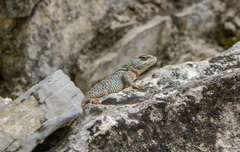 Sceloporus poinsettii
