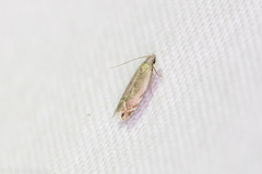 Battaristis nigratomella