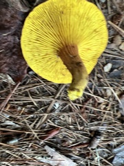 Phylloporus