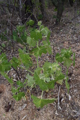 Cnidoscolus maculatus