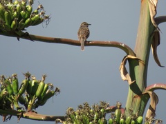 Campylorhynchus gularis