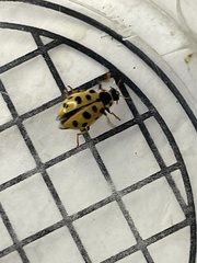 Hippodamia tredecimpunctata