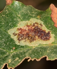 Phyllonorycter belotella