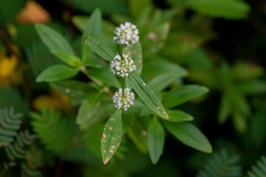 Spermacoce verticillata