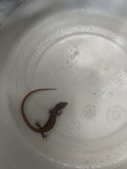 Elgaria multicarinata