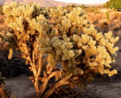 Cylindropuntia echinocarpa