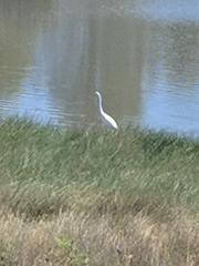 Ardea alba