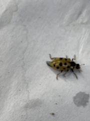 Hippodamia tredecimpunctata